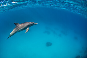 One Indopacific bottlenose dolphin diving close to the surface