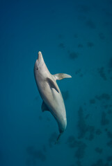 Vertical shot of an Indopacific dolphin (Tursiops aduncus) swimming up to the surface