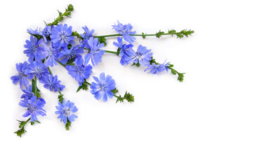 Blue flowers chicory ( Cichorium intybus ) on white background with space for text. Top view, flat lay