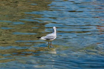 Lachmöwe, Möwe sitzt auf einem Stein in der Pisenze Lacuale Bucht Manerba am Gardasee