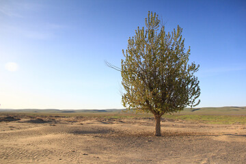 On a sandy glade in the Altyn-Emel steppe, on the right, there is a green tree, clear sky, hills in the distance, a distant view into the steppe, on the left, sunlight, summer