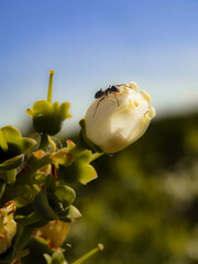 Fototapeta Mrówka na kwitnącym kwiecie obraz