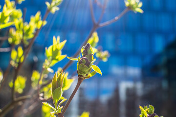 Spring Branch, Young Tree Leaves