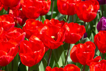 Close-up of blooming red tulips. Tulip flowers with deep red petals. Forming flower arrangement background.