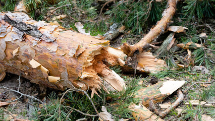 close up of broken tree after a hurricane. tornado knocked down a pine tree. aftermath of the...