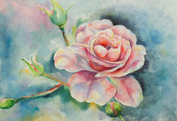 delicate rose flower - 505252649