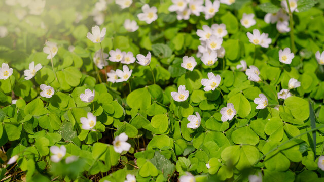 oxalis grows in the forest under a tree. natural superfood. white flowers