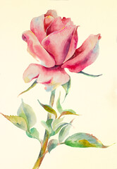 watercolor delicate rose - 505252809