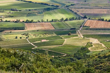 Grapeyards of Tokaj hillside