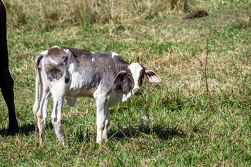 Cows in a field, grazing. Green grass. Selective focus.