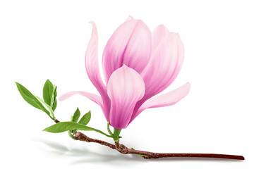 Pink magnolia flower isolated on white background with clipping path and full depth of field - obrazy, fototapety, plakaty