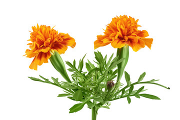 fresh marigold or tagetes erecta flower isolated on white background with clipping path and full depth of field.
