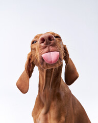 funny dog shows tongue. Hungarian vizsla on a white background - 505256650