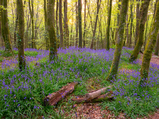 bluebell woodland Cornwall england uk in the forest 