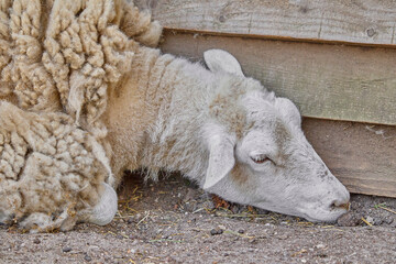 a sheep resting against a wooden wall in petting zoo in Wildpark Gangelt in Germany
