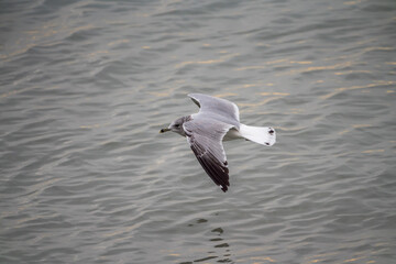 A wildlife photograph of a seagull flying and gliding low over the dark water of Lake Michigan in search of food.