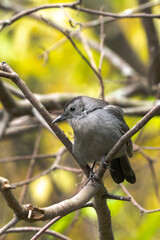 A close up bird wildlife photograph of a gray catbird perched in a tree in autumn in the Midwest.