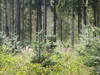 Wiederaufforstung im Mischwald