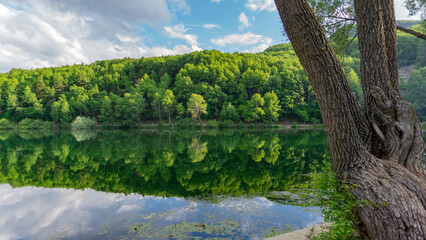 Fototapeta na wymiar lake in green nature