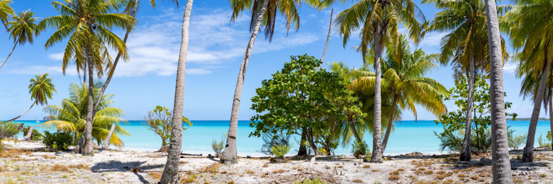 Tropical beach panorama with palm trees