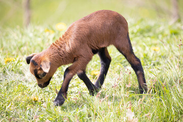 very young goat on the meadow