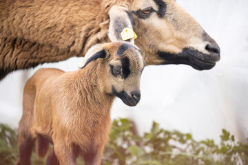 goat on the farm