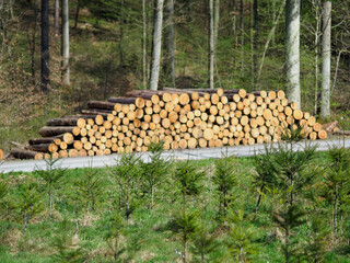 Frisch gefällte Baumstämme abfuhrbereit am Wegesrand im Wald