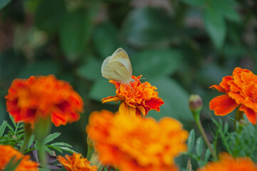 Small cute green butterfly sit on the orange flower in the garden