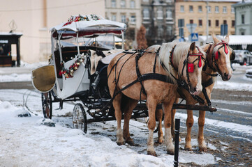 Fototapeta na wymiar Two walking beige beautiful horses in teams and with red blinders stand at the crossroads of streets during a snowfall with a carriage for tourists. Lviv, Ukraine.