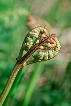 A close up image of a fern frond unfurling