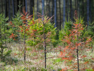 Wiederaufforstung im Mischwald