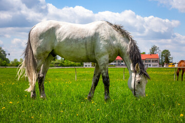 Obraz na płótnie Canvas White horse eats grass in the glade.