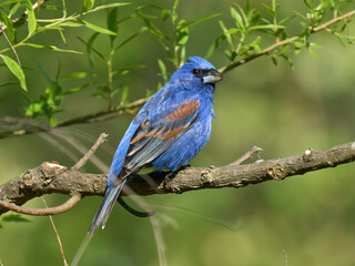 Blue Grosbeak blue bird