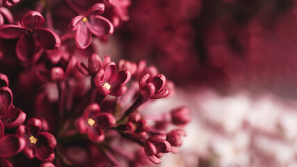Beautiful lilac flowers background. Spring blossom. Purple lilac flower on bush. Bouquet of purple flowers, shallow depth of field. Happy Mother's Day greetings card. Copy space. - Powered by Adobe