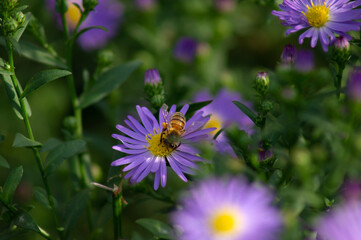 bee on a flower