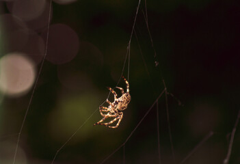 spider on web