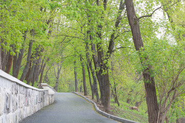Beautiful trees that turned green in the spring and an asphalt path in the park