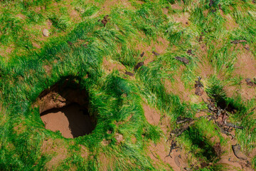 red sandstones of the Ladram bay on the English Channel coast