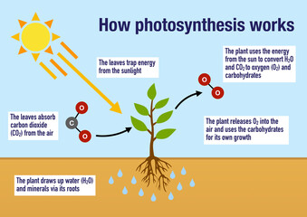 How the process of photosynthesis works in the plants - obrazy, fototapety, plakaty