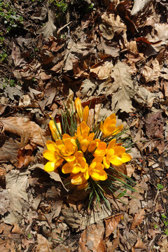 Yellow Crocus flowers emerge from a pile of dead leaves in Spring - Rebirth Concept