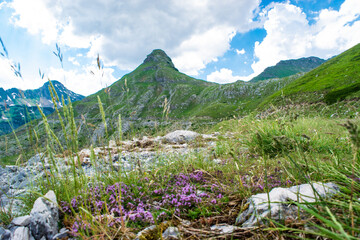 Mountain peaks with green grass and lilac flowers of thyme close-up.  Durmitor National Park....