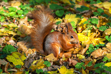 A stunning close-up of a European red squirrel looking for food.