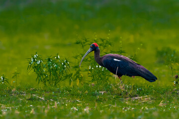 Red Naped Ibis