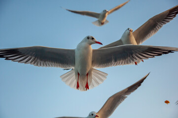 seagulls of istanbul