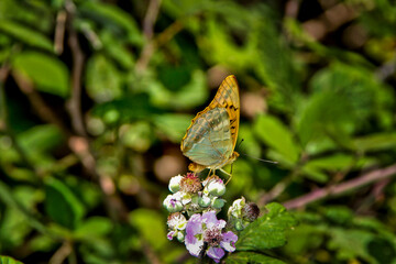 Mariposa posada en flor