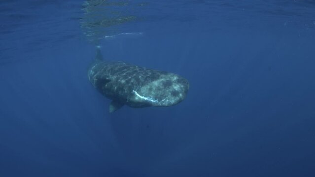 Sperm whale is swimming near the camera. Huge whale under the surface. Underwater footage with whale.