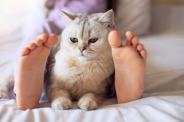 Cute white British cat, resting at home on the bed, between barefoot childrens feet.