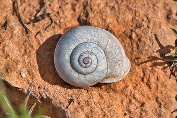 Caracol seco sobre piedra