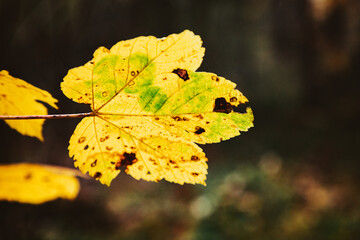 Herbstblatt im Wald - Ahornblatt im Herbst