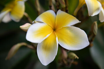 Fototapeta premium Yellow and white Plumeria flower